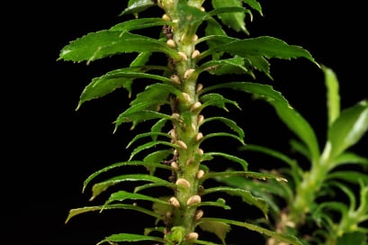 CogniCare Pro ingredients